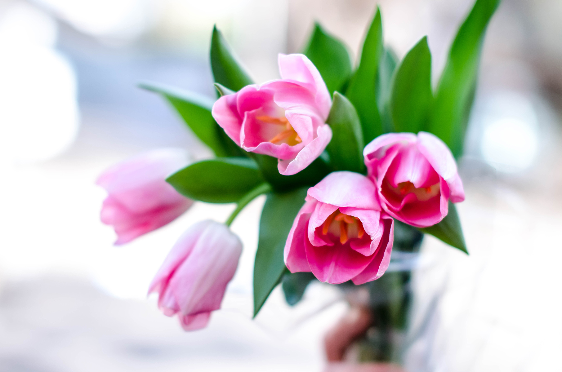 pink-tulips-spring-pink-wish (1)