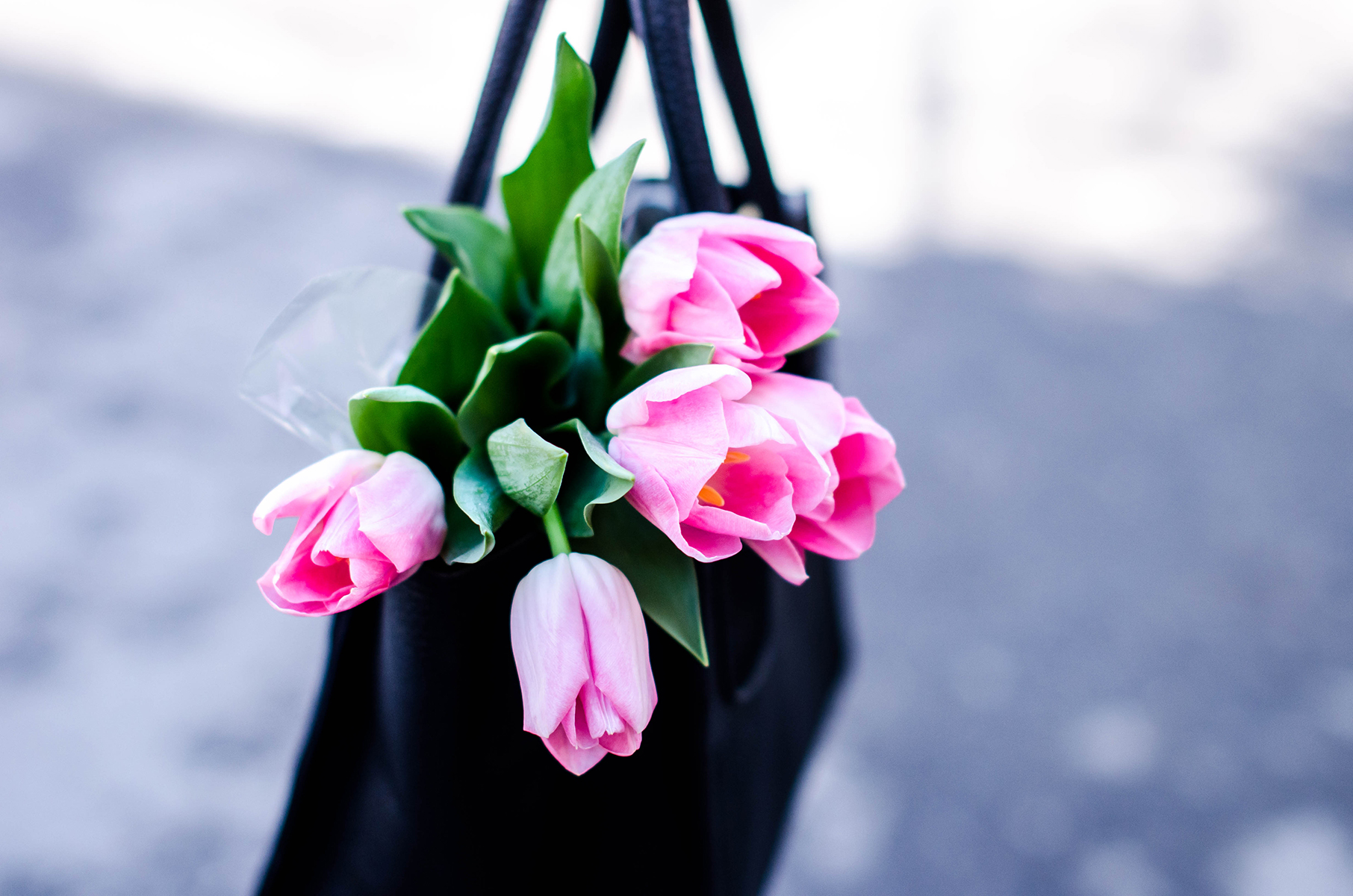 pink-tulips-spring-pink-wish (5)